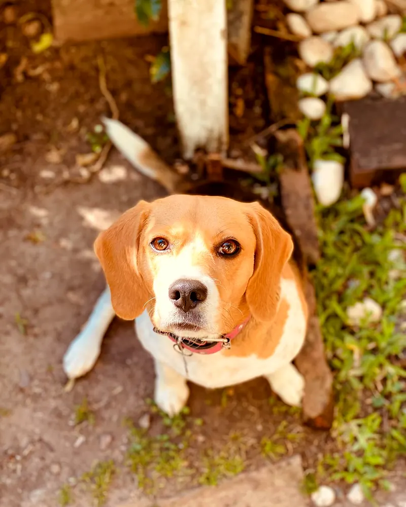 Beagle sentado mirando a cámara entre plantas