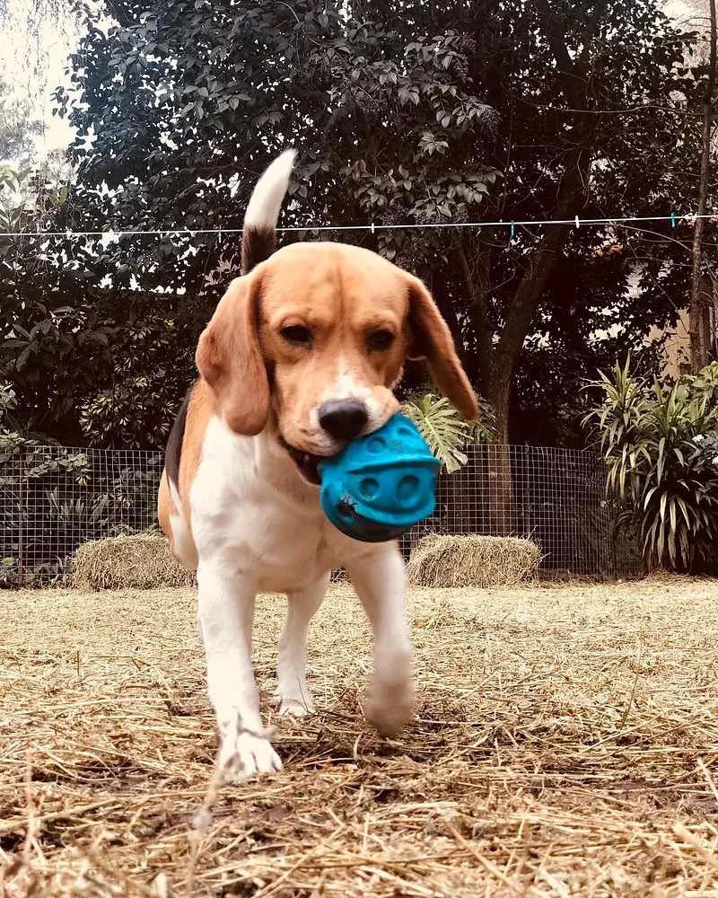 Beagle corriendo con un juguete azul en la boca