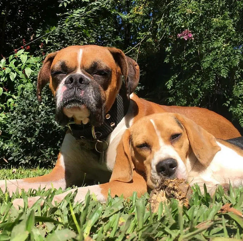 Boxer y beagle echados juntos al sol en el pasto