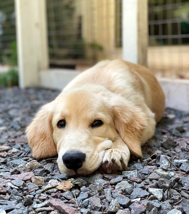 Cachorro golden echado sobre las piedritas