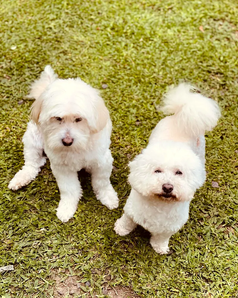 Dos perros blancos de pelo largo parados en el pasto