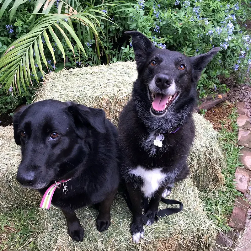 Dos perros negros sentados sobre un fardo de pasto