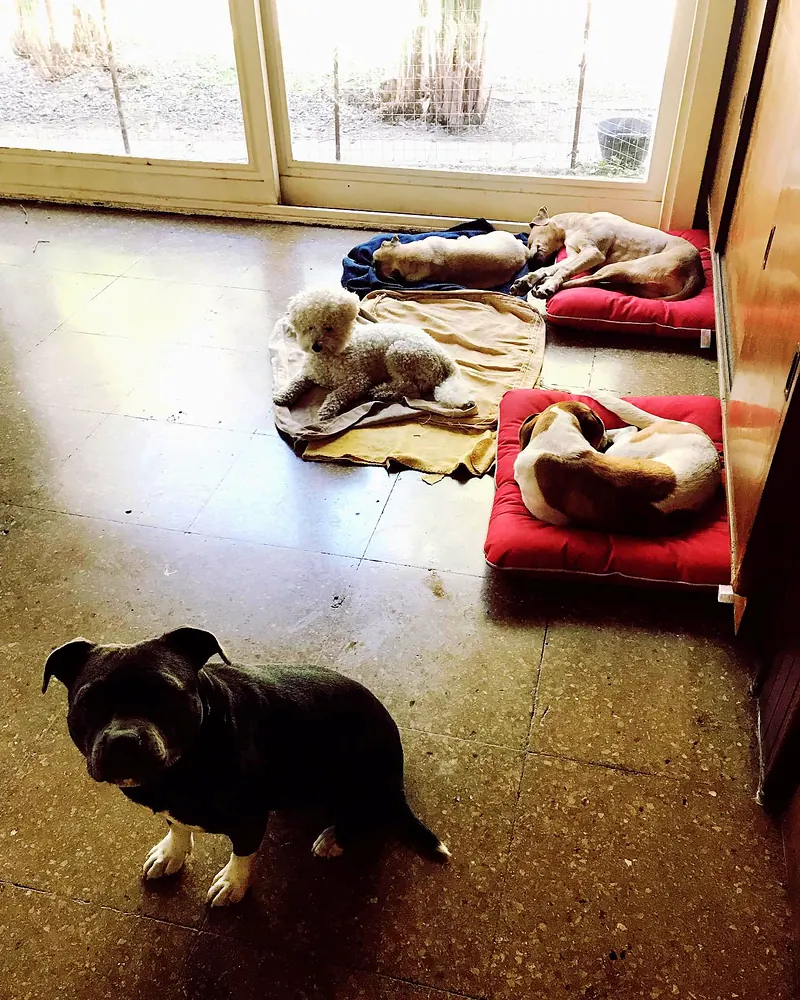 Perros descansando en colchonetas junto al ventanal del living