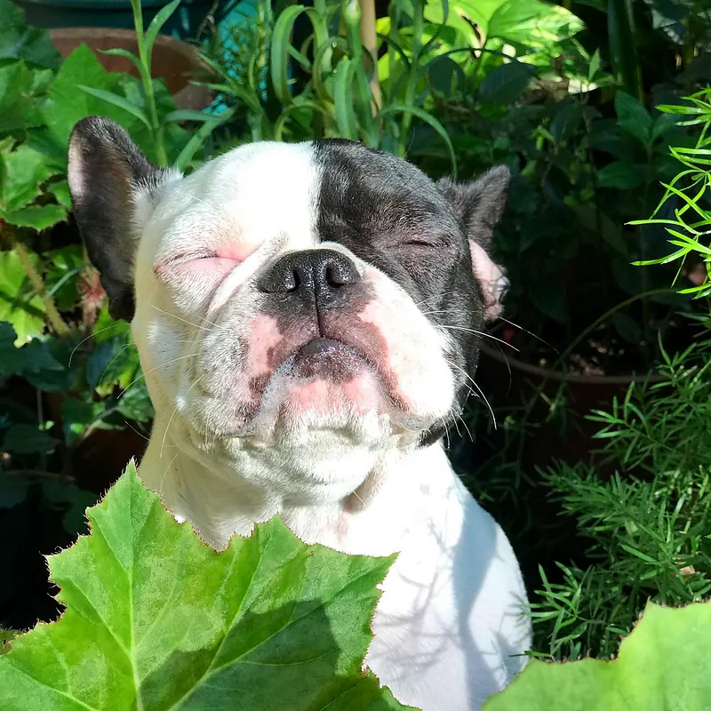 Bulldog francés con los ojos cerrados entre plantas