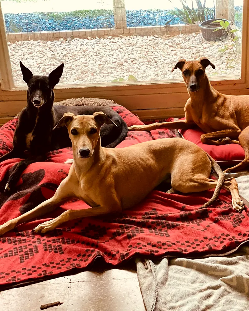 Tres perros echados sobre una manta roja frente a la ventana