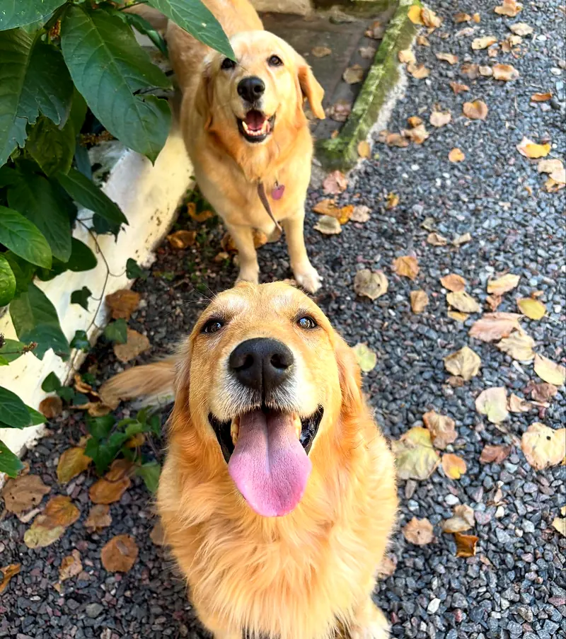 Dos golden retrievers mirando hacia arriba en el sendero de piedritas