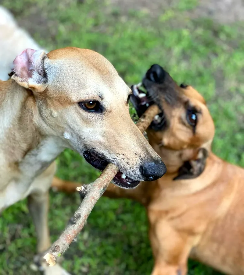 Dos perros jugando a tirar de un palo en el pasto
