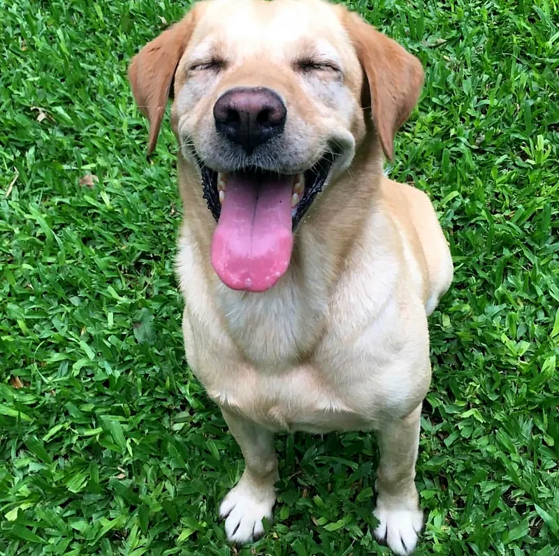 Labrador sonriente sentado en el pasto con la lengua afuera