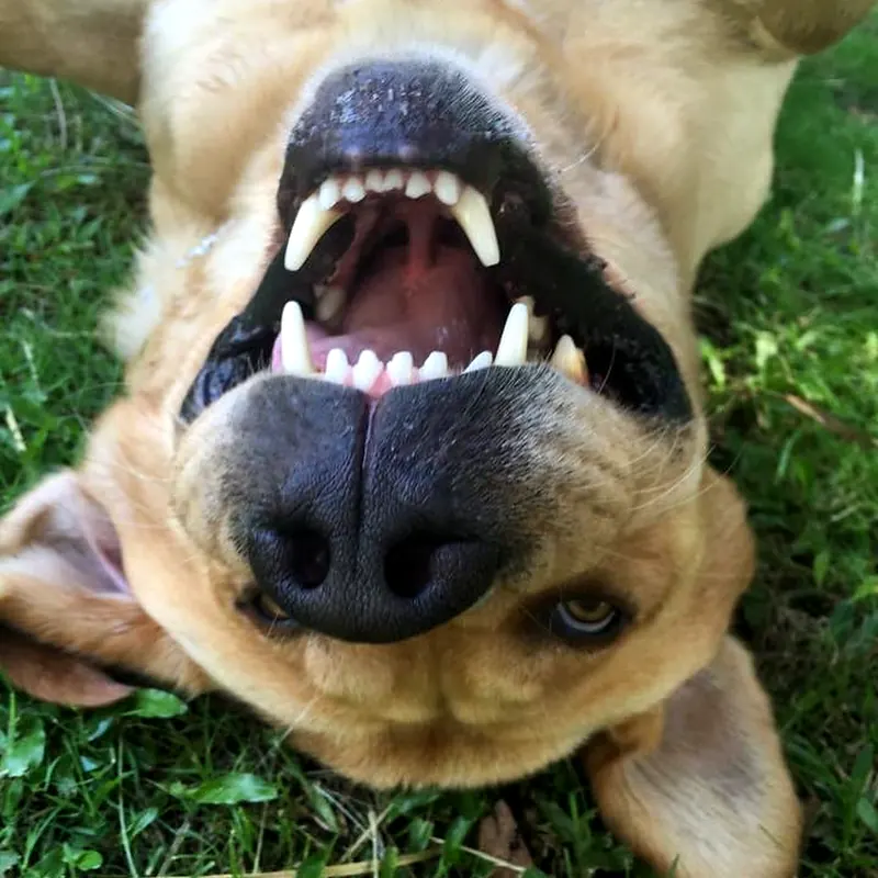 Perro panza arriba en el pasto mostrando los dientes en una gran sonrisa