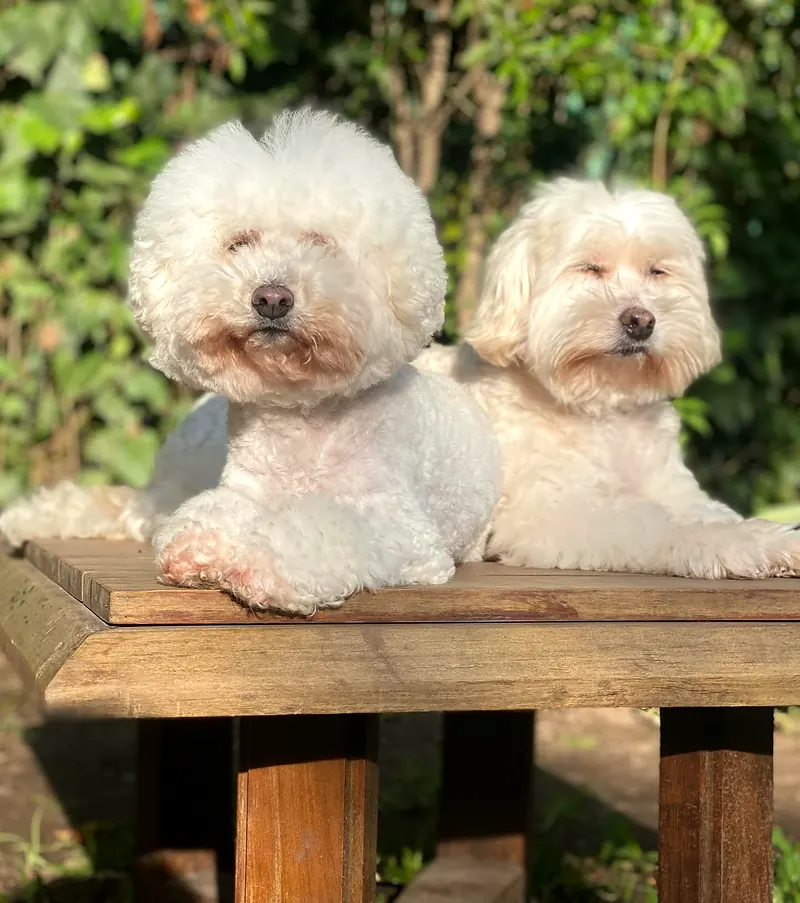 Dos perros blancos sentados sobre un banco de madera