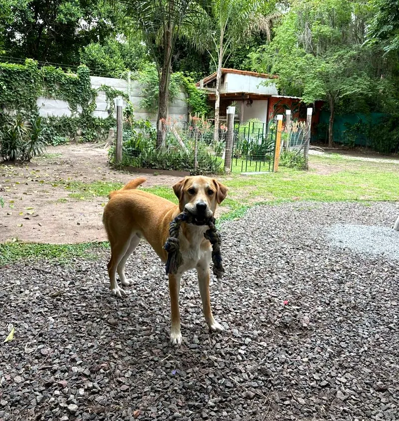 Perro marrón parado en el parque de piedritas con árboles de fondo