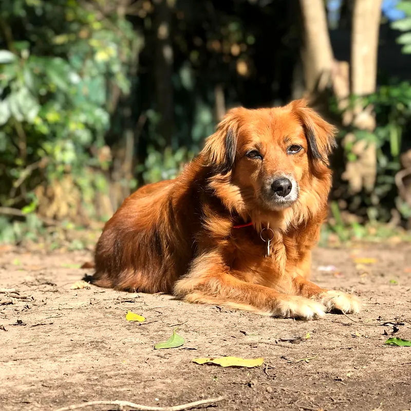 Perro de pelo largo color caramelo echado en la tierra del parque