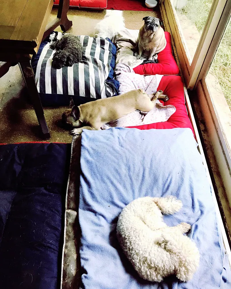 Perros durmiendo la siesta en camas y mantas dentro de la casa