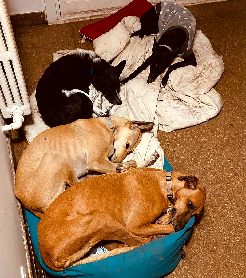 Varios perros acurrucados durmiendo en una cama redonda