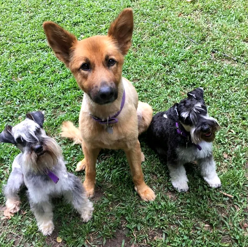 Dos schnauzers y un perro mestizo sentados en el pasto