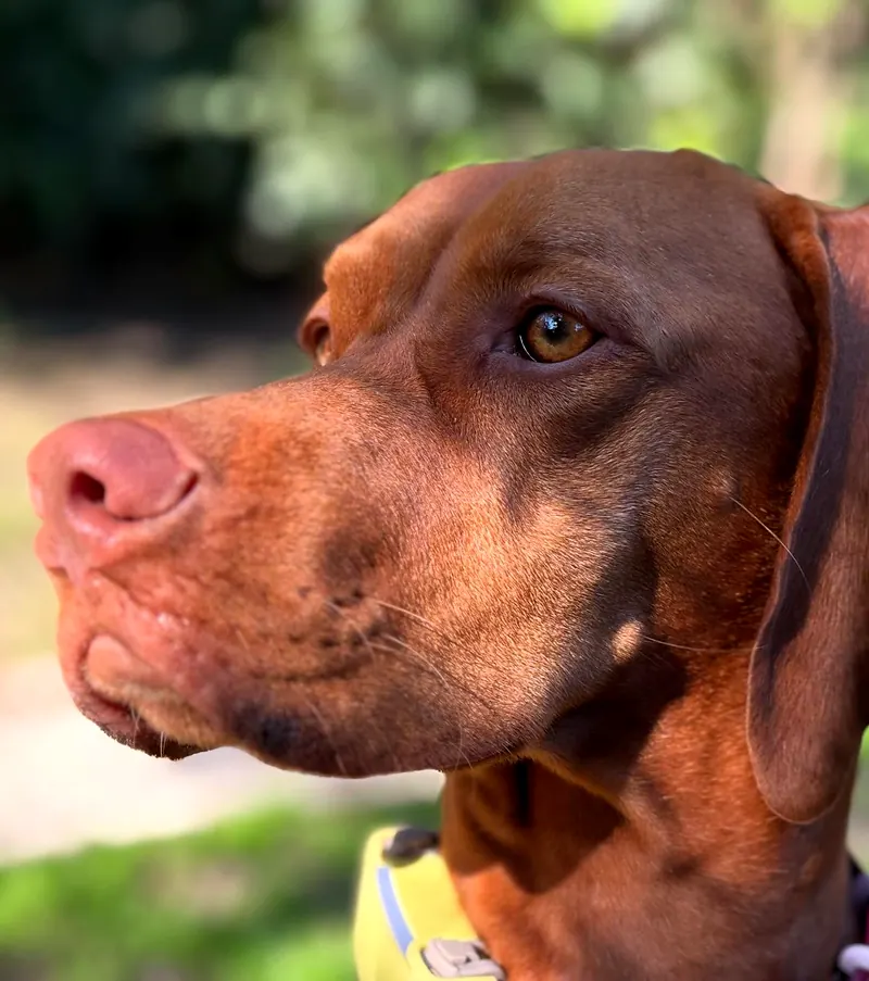 Retrato de perfil de un vizsla con collar
