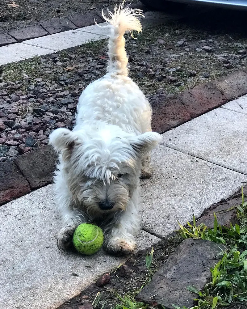 Westie blanco jugando con una pelota de tenis en el sendero